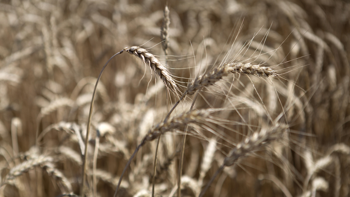 Секреты США вышли наружу: Как американцы хотели заразить пшеницу СССР