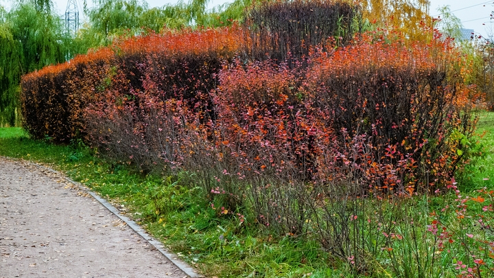 В парке Краснодар неизвестные вытоптали газон и вымазали фигуры пингвинов грязью