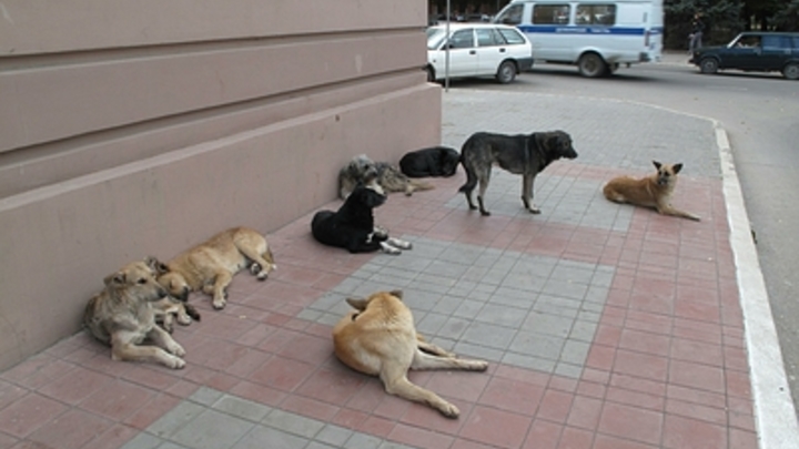 Стая бродячих собак в Башкирии загнала школьников на дерево - видео