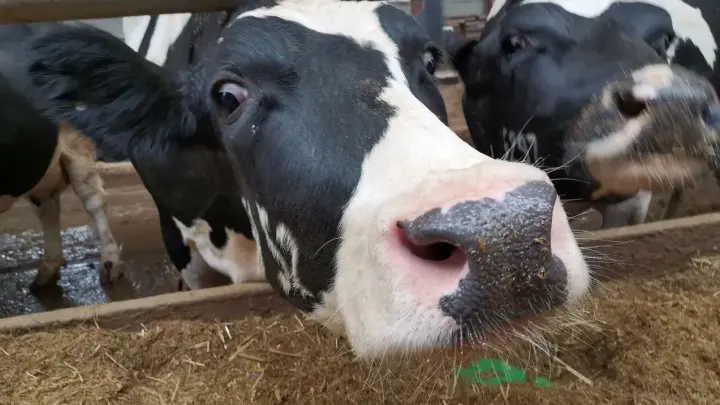 В новосибирском Минсельхозе объяснили, почему у жителей изымают скот