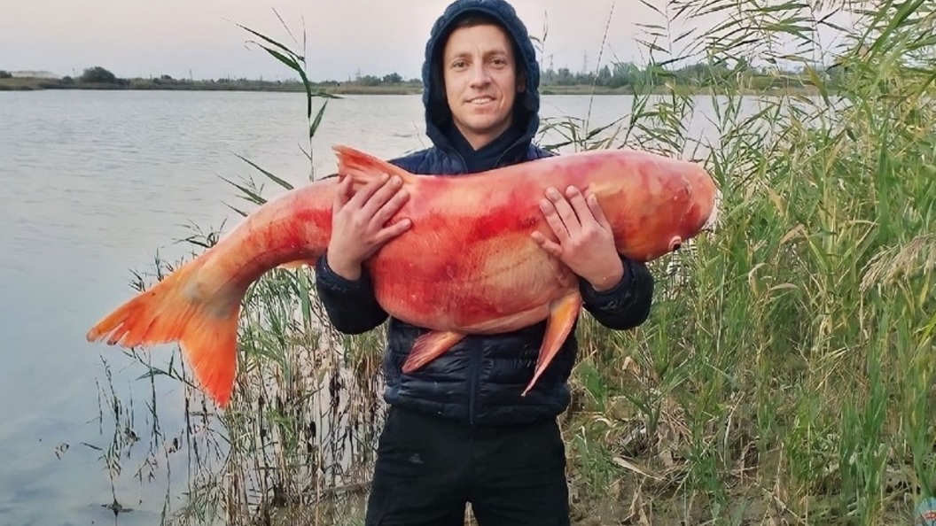 Толстолобик 30 кг - описание, фото, особенности рыбы
