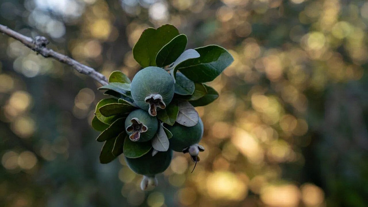 На Кубани собирают урожай фейхоа