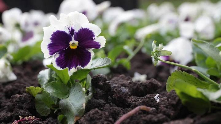 Виолы, тюльпаны и крокусы: в Краснодаре к зиме высадят 250 тысяч цветов