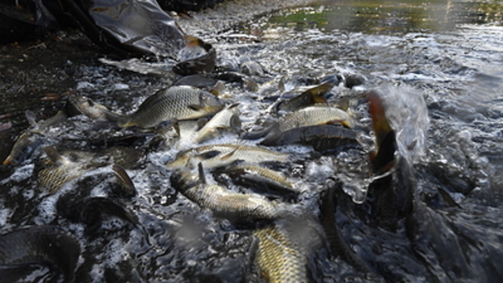 В Кургане специалисты возьмут пробы воды в реке Битевке, чтобы понять причину массовой гибели рыбы