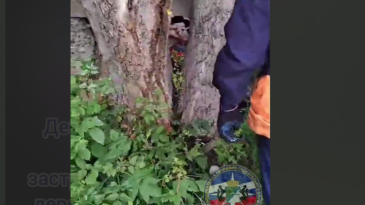 Спасатели сняли в Новосибирске на видео спасение зажатого деревом мужчины