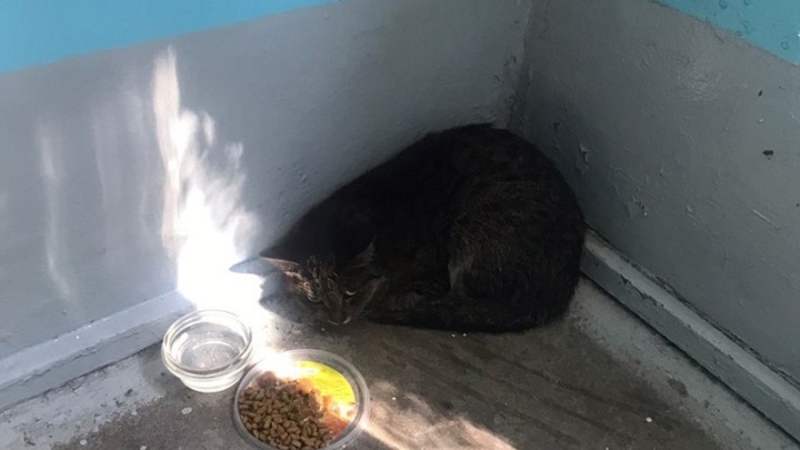 Соседи присматривают за котом, ждущим хозяина из больницы после пожара в Новосибирске