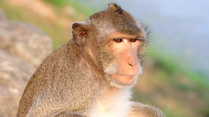 Возможно, совпадение: Шафран указала на проверенный сценарий оспы обезьян