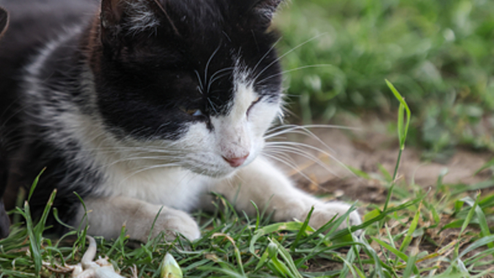 Во время пожара в приюте для животных под Новороссийском погибли грызуны, кошки и собаки