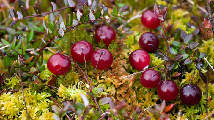 Учёные выяснили, какая ягода способна продлить жизнь на 16 лет