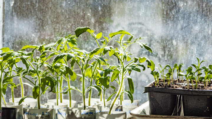 Длинные майские – беда для России или спасение от COVID? Эксперты не устают спорить