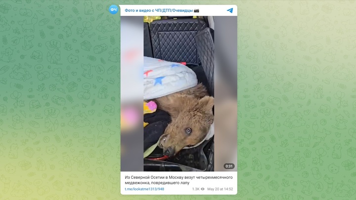 Пострадавшего в Северной Осетии медвежонка везут на лечение в Москву
