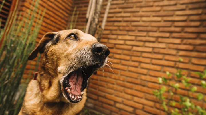 Опасный зверь рядом: Губернатор Текслер ввел карантин по бешенству