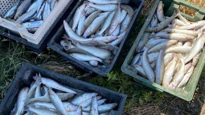 В Таганрогском заливе пограничники устроили облаву на браконьера с гигантским уловом