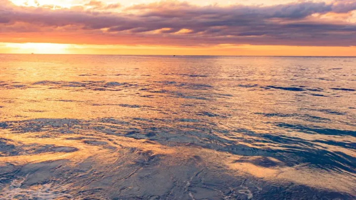 Смерть 60 тысяч птиц от голода предрекла конец африканским пингвинам