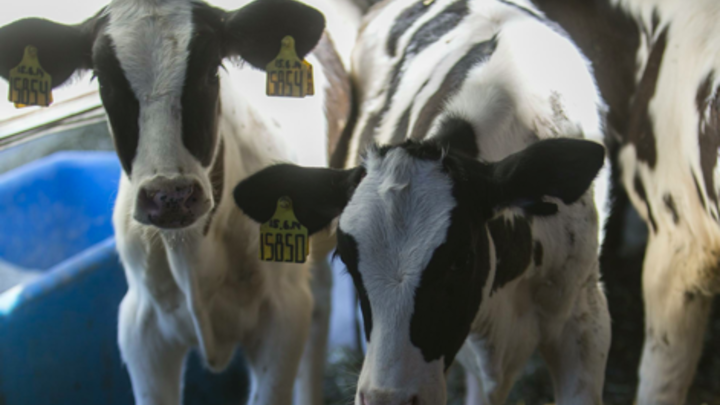 Четыре глаза, два рта. Загадка появления двуглавого телёнка получила объяснение