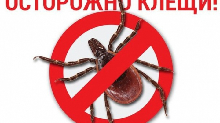 В Новосибирске в лабораторию на исследование принесли первого в сезоне клеща