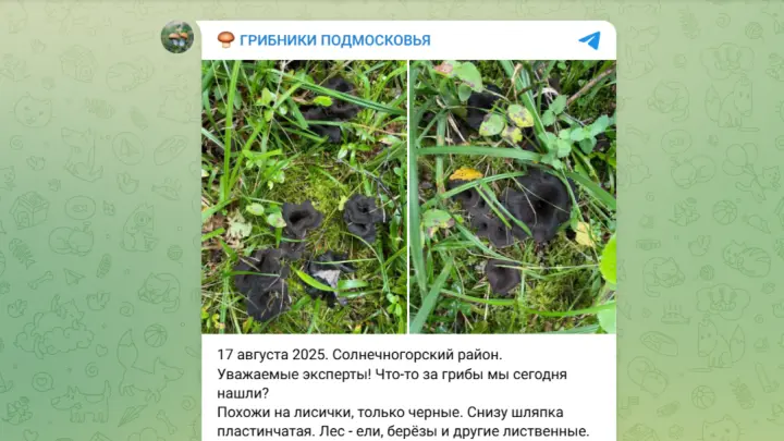 В лесах Подмосковья появились пугающего вида грибы