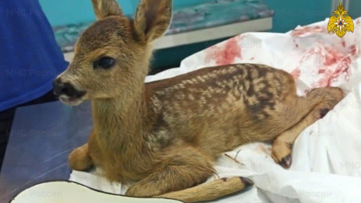 Ученые нашли научное объяснение появлению зомби-косуль на Урале