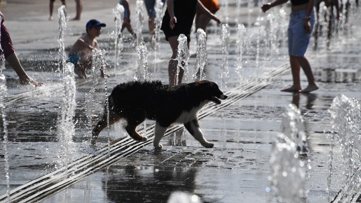 Следите за собакой. Чем опасно для пса купание в водоёме?