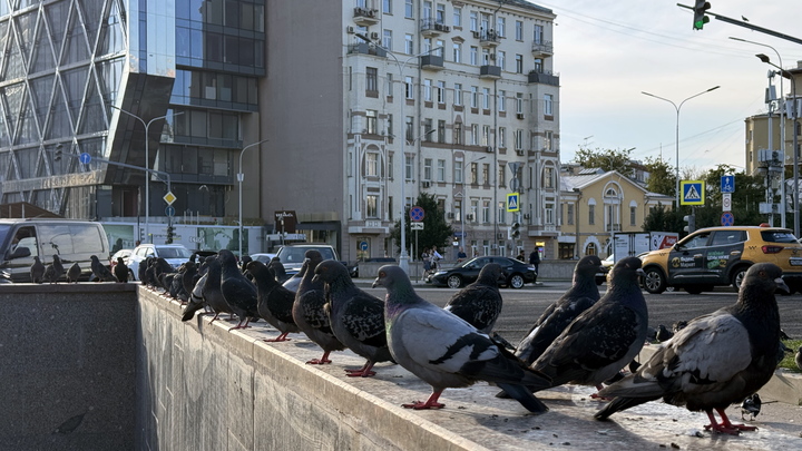 Голуби как боевое оружие: Учёные провели эксперимент и получили Шнобелевскую премию мира