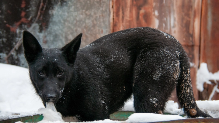 Трагедия в Ставрополе: стая бездомных собак насмерть загрызла девятилетнюю девочку