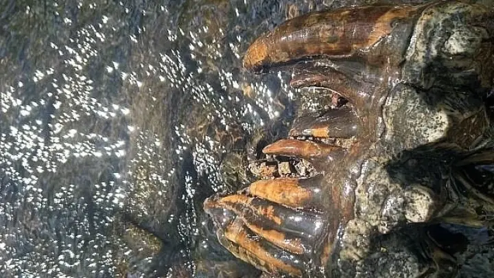 Опубликовано фото части гигантского монстра, показавшегося из ручья