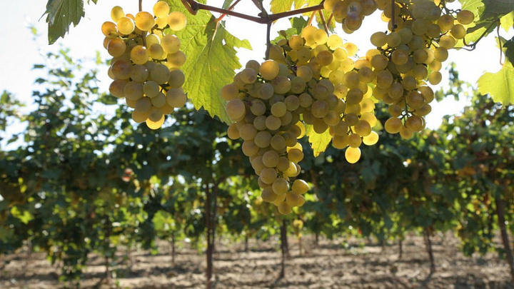 Экспорт сельхозпродукции на Кубани с начала года превысил 2,3 млрд долларов