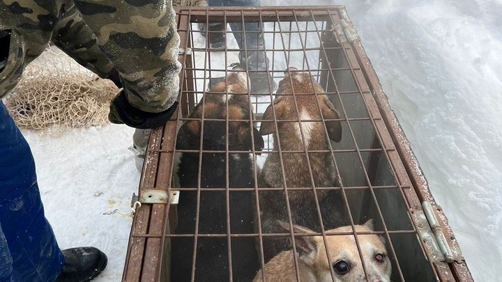 Обвиняемую в гибели 18 собак пенсионерку из Новосибирска признали невменяемой