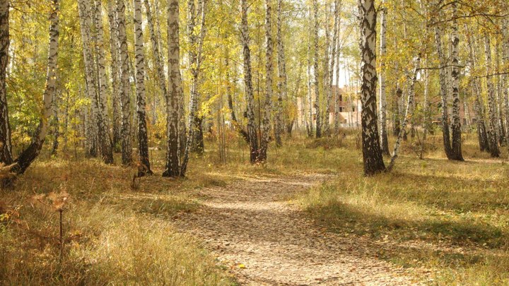 В Челябинске чиновники определили судьбу двух берёзовых рощ