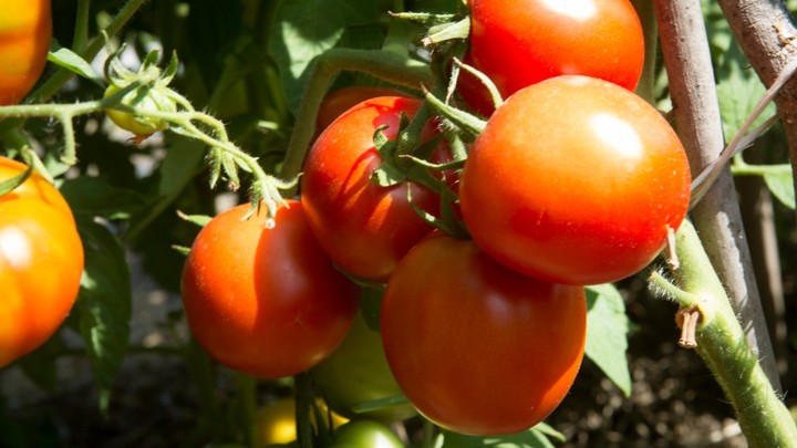 Три важных шага: Как помочь помидорам быстро налиться и покраснеть