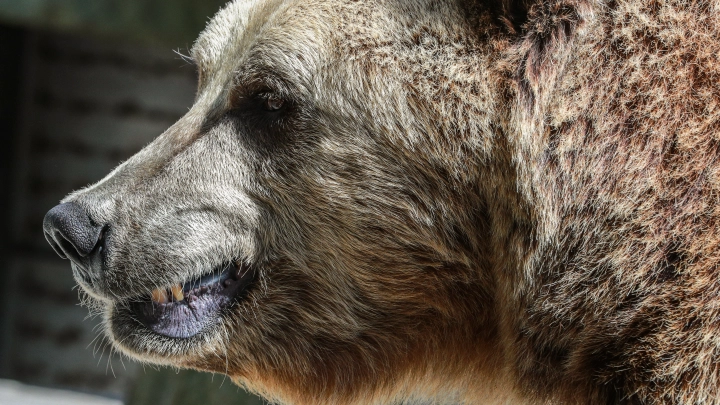 На Аляске медведица напала на мужчину, защищая медвежонка