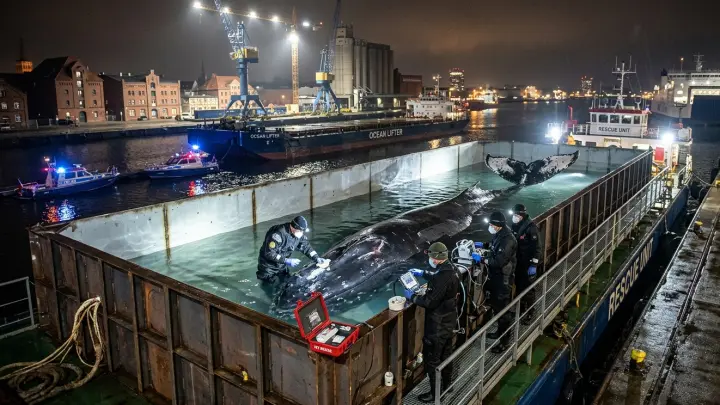 В Германии умирающего горбатого кита Тимми готовят к эвакуации в Атлантику