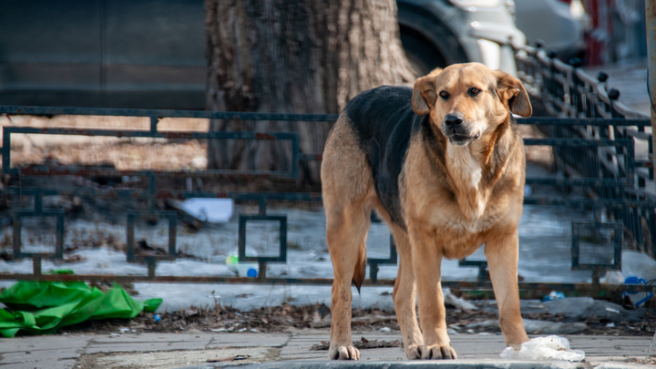 Госдума рассматривает закон о наказании за самовыгул животных