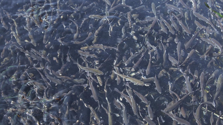 Производство форели на Кубани выросло в 2,5 раза