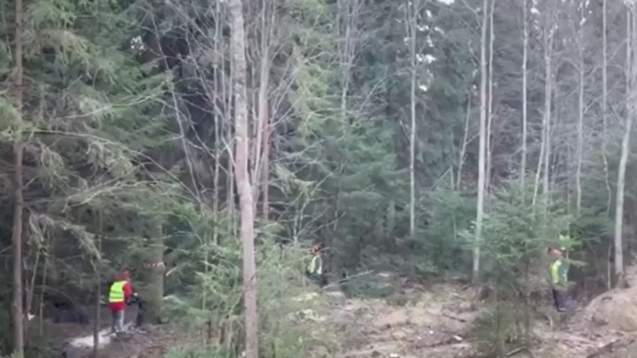 Видео: в Санкт-Петербург везут 100-летнюю елку, которую спилили в пригороде