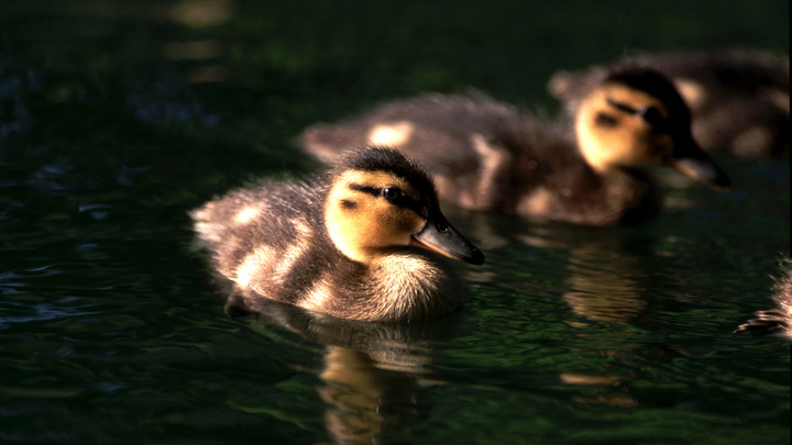 В Дмитрове оштрафовали водителя, который раздавил переводившую утят через дорогу маму-утку