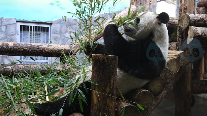 У детёныша большой панды появились первые зубки: Вряд ли сегодня вы увидите что-то милее
