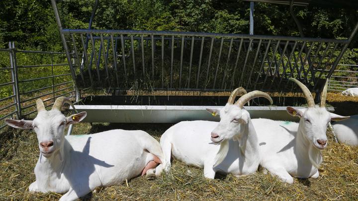 Мариупольская Доля: старушка с козой спасла горожан от голодной смерти