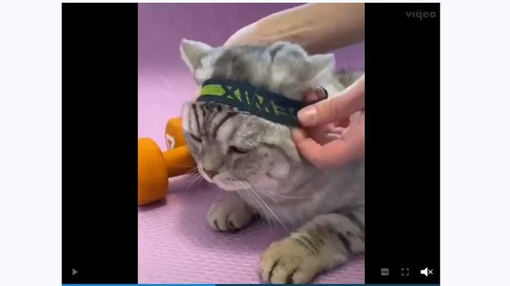 Видели на видео: коты-тиктокеры из Челябинска засветились на шоу Первого канала
