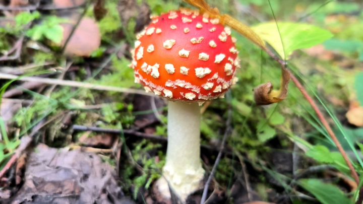Трюфель и мухомор: эксперты рассказали о штрафах за сбор краснокнижных грибов