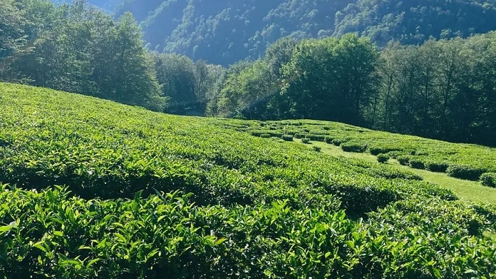 Генпрокуратура планирует изъять 538 гектаров земли в Сочи у местных предпринимателей