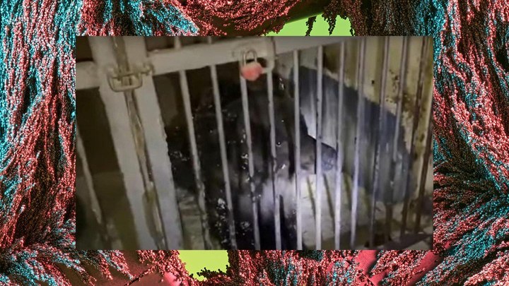 После скандала с брошенными цирковыми медведями в НСО создадут Центр для диких животных