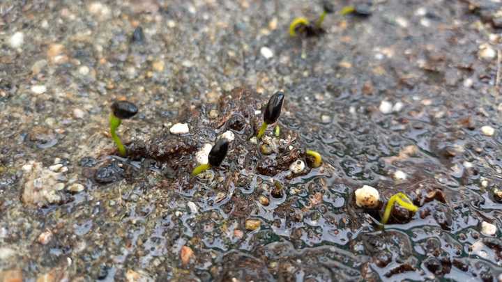 В Сочинском нацпарке высадят 10 тысяч саженцев самшита, чтобы восстановить реликтовый лес