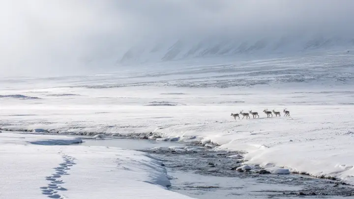 На Камчатке во время экскурсии потерялись восемь туристов с детьми
