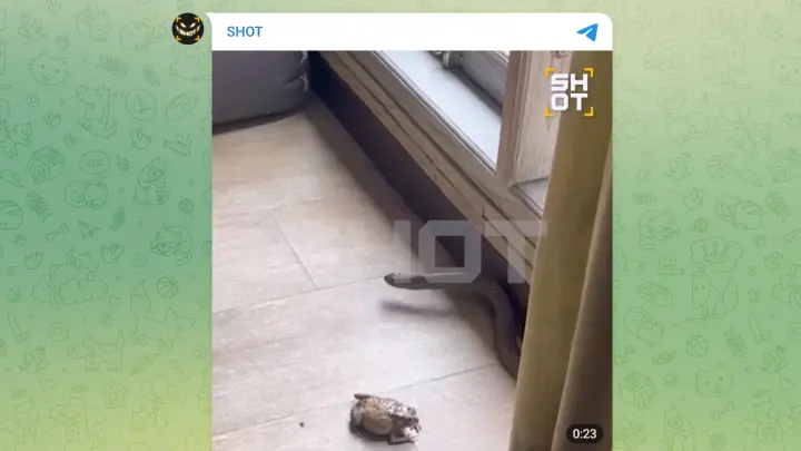 На Бали змея атаковала русского, который пытался отбить у нее жабу