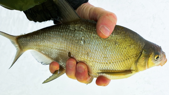 Ученые развеяли мифы о лещах с паразитами: безопасна ли рыба для человека