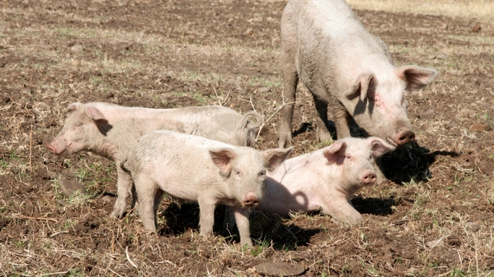 Птичий грипп может вызвать пандемию у людей. В ЕС предупредили: до перехода остался один этап