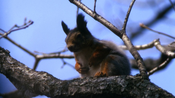 Учёные нашли свидетельства распространения белками проказы среди людей в средневековой Англии