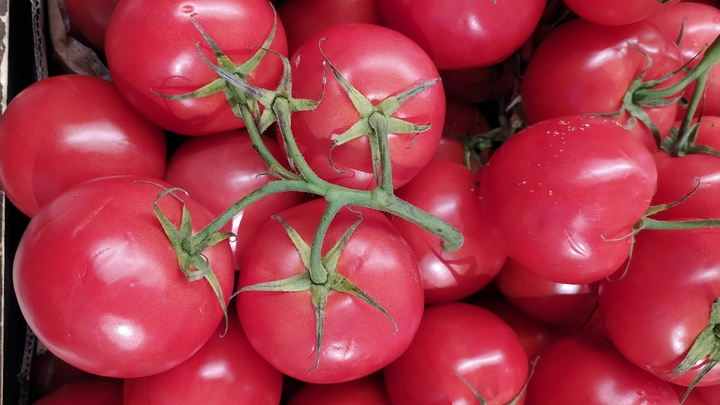 Вы неправильно храните помидоры: важен температурный режим