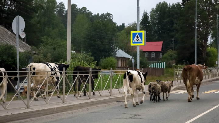 Жители Выксы жалуются на гуляющих по городу коров